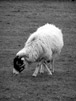 Sheep ii